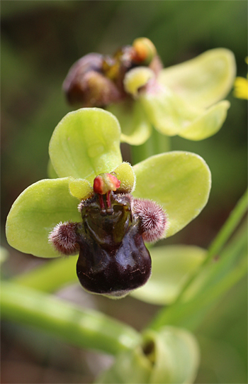 Ophrys bombyliflora, Mattinata.