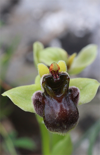 Ophrys bombyliflora, Mattinata.