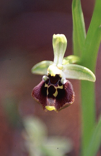 Ophrys bornmuelleri, Souni.