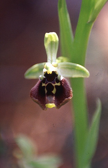 Ophrys bornmuelleri, Souni.