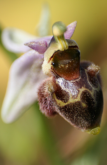 Ophrys bremifera, Kattavia.