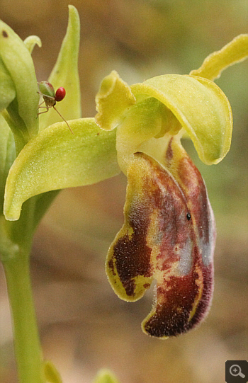 Ophrys calocaerina, Manthirea.