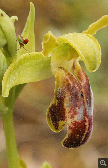 Ophrys calocaerina, Manthirea.