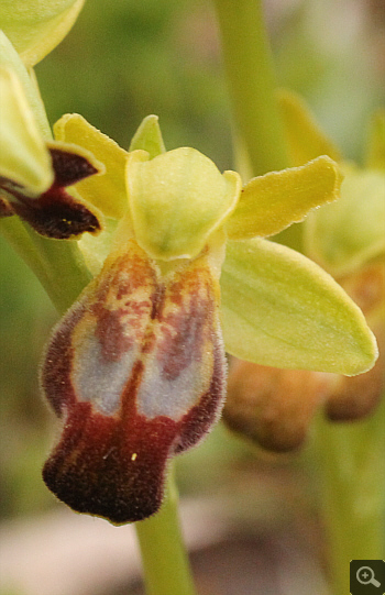 Ophrys calocaerina, Manthirea.