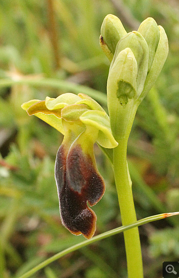 Ophrys calocaerina, Manthirea.