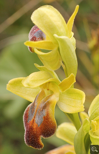 Ophrys calocaerina, Kremasti.