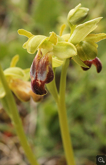 Ophrys calocaerina, Manthirea.