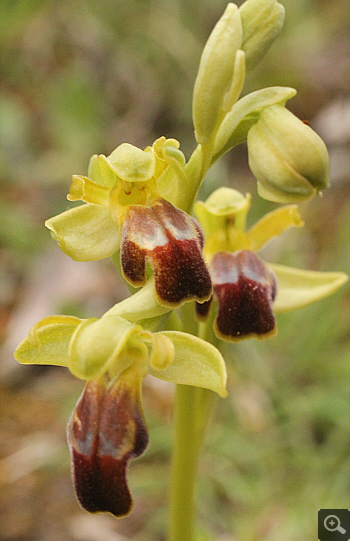 Ophrys calocaerina, Manthirea.