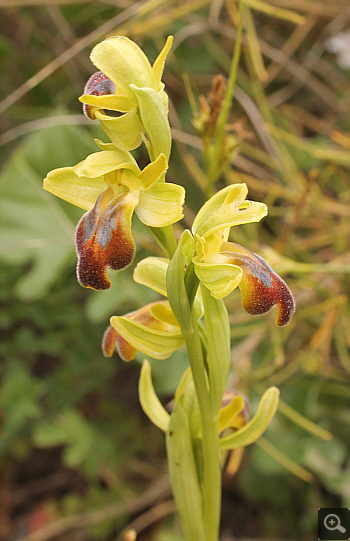 Ophrys calocaerina, Kremasti.