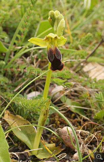 Ophrys calocaerina, Manthirea.