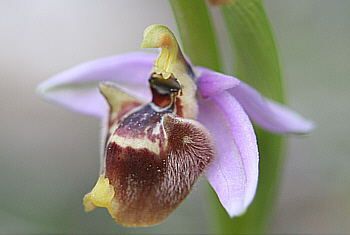 Ophrys candica, Apollona.