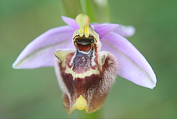 Ophrys candica, Apollona.