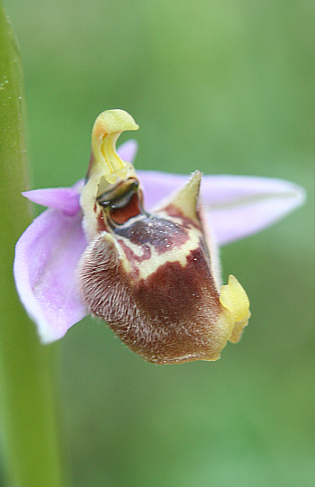 Ophrys candica, Apollona.
