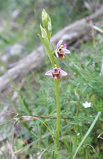 Ophrys candica, Apollona.