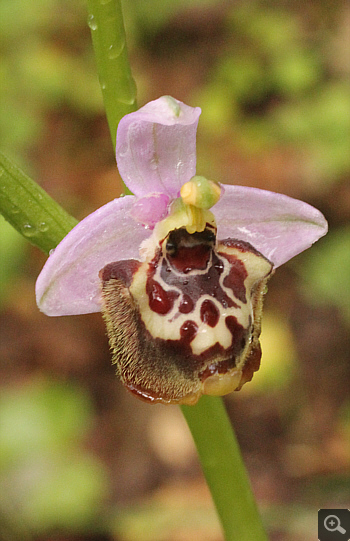 Ophrys candica, Areopolis.