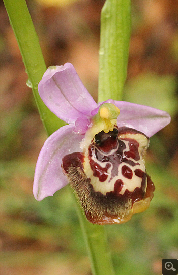 Ophrys candica, Areopolis.