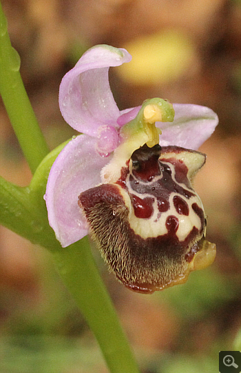 Ophrys candica, Areopolis.