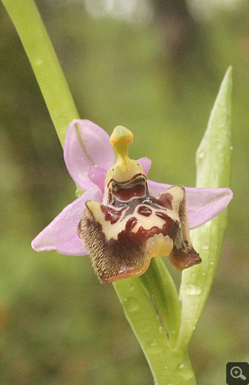 Ophrys candica, Areopolis.