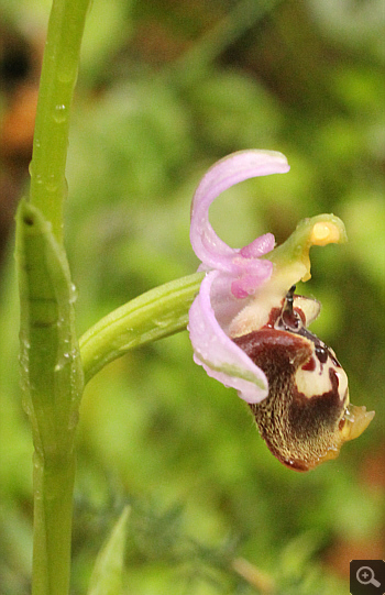 Ophrys candica, Areopolis.