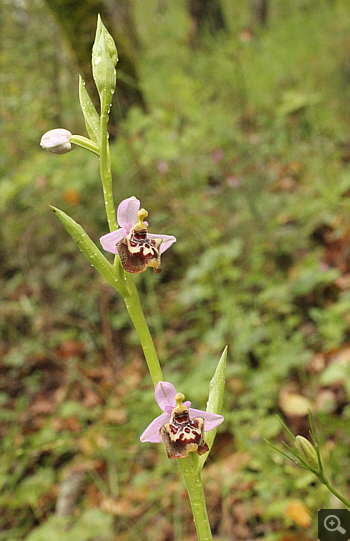 Ophrys candica, Areopolis.