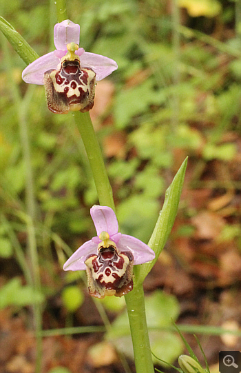 Ophrys candica, Areopolis.