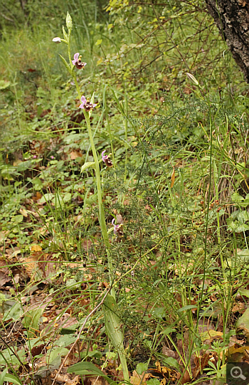 Ophrys candica, Areopolis.