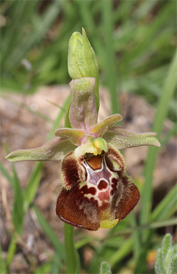 Ophrys celiensis, Massafra.