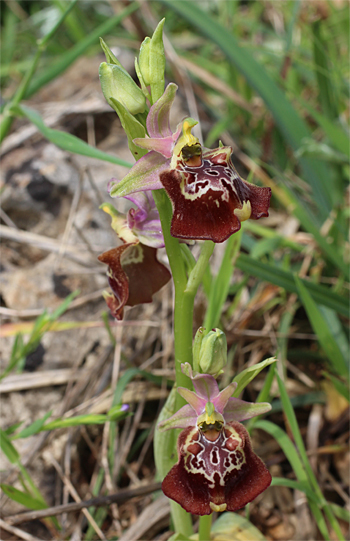 Ophrys celiensis, Massafra.