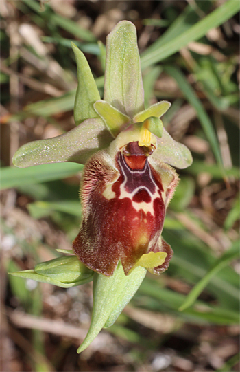 Ophrys celiensis, Massafra.