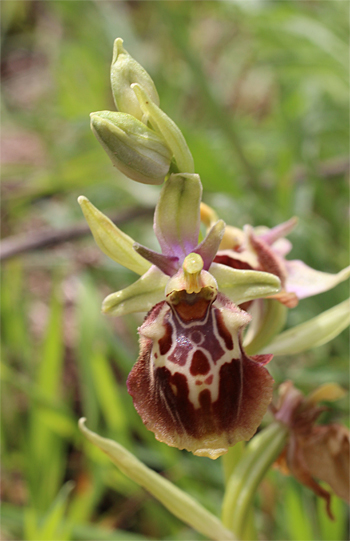 Ophrys celiensis, Massafra.