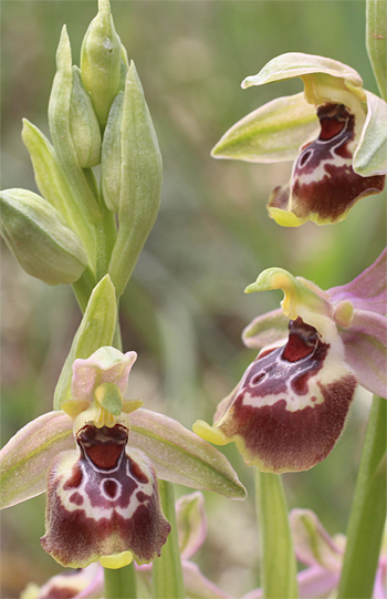 Ophrys celiensis, Massafra.