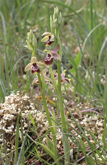 Ophrys celiensis, Massafra.