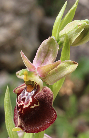 Ophrys celiensis, Massafra.