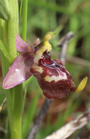 Ophrys celiensis, Massafra.