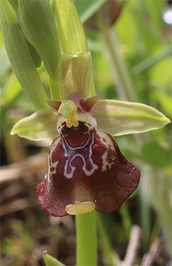 Ophrys celiensis, Massafra.