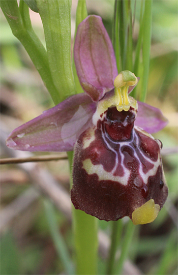 Ophrys celiensis, Massafra.