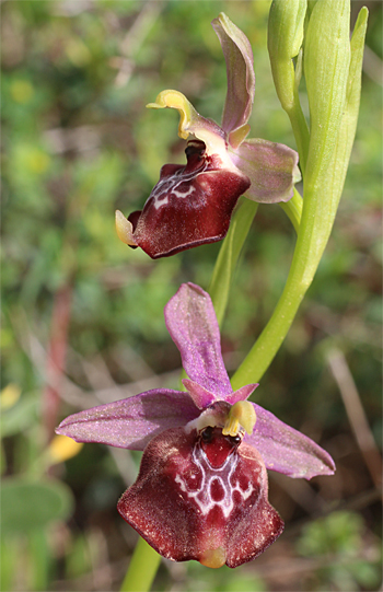 Ophrys celiensis, Massafra.