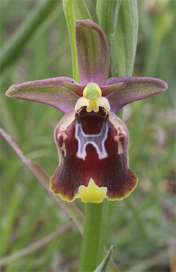 Ophrys celiensis, Massafra.