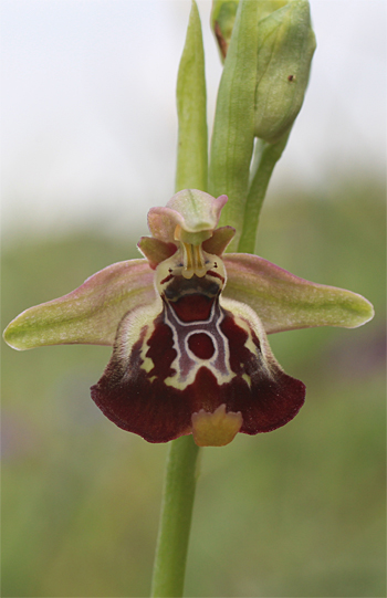 Ophrys celiensis, Massafra.