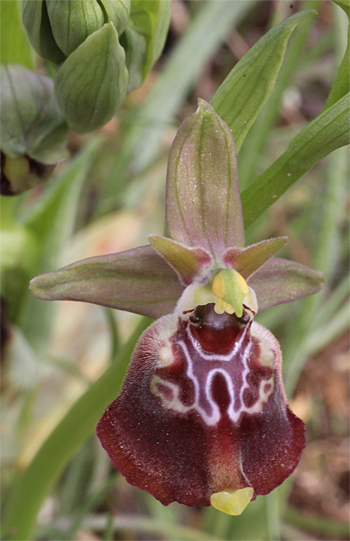 Ophrys celiensis, Massafra.