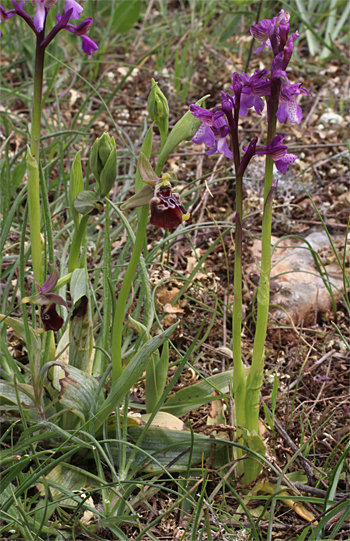 Ophrys celiensis, Massafra.