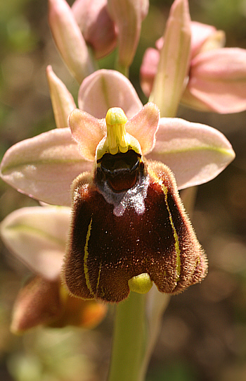 Ophrys chestermannii, di Antas.