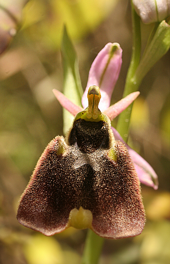 Ophrys chestermannii, Domusnovas.
