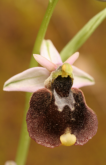 Ophrys chestermannii, Domusnovas.