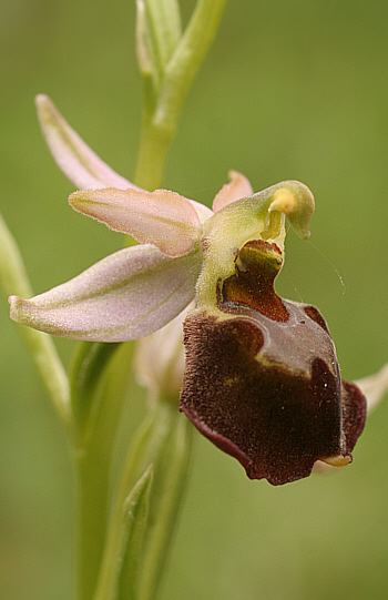 Ophrys chestermannii, Domusnovas.