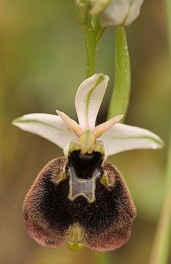 Ophrys chestermannii, Domusnovas.