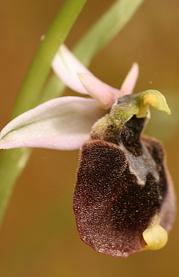 Ophrys chestermannii, Domusnovas.