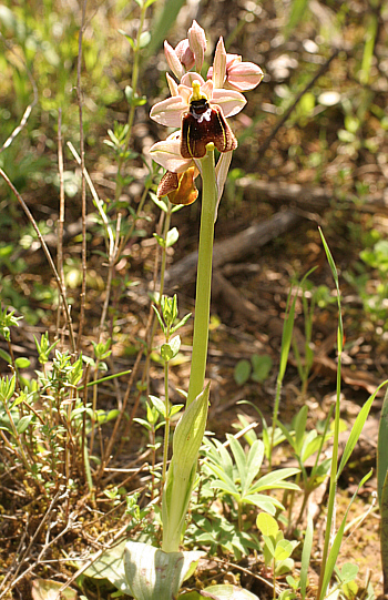 Ophrys chestermannii, di Antas.