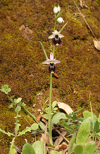 Ophrys chestermannii, Domusnovas.