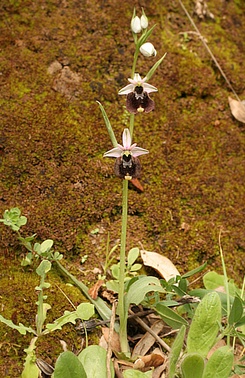 Ophrys chestermannii, Domusnovas.